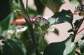wonderberry,garden huckleberry,solanum retroflexum,